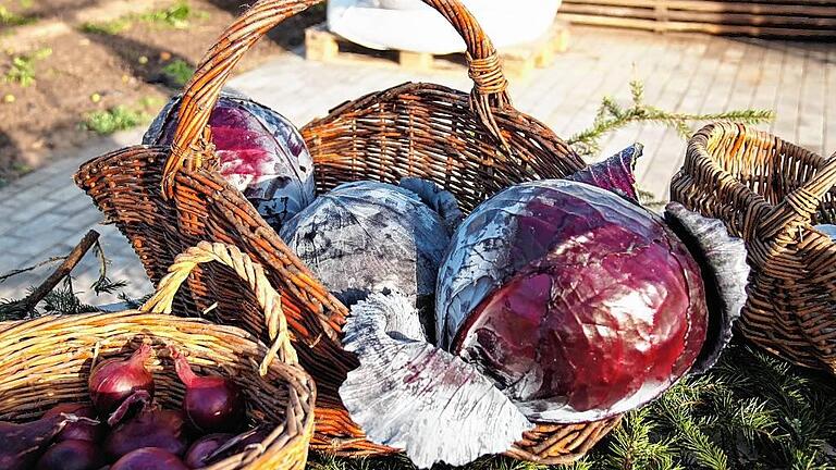 (huGO-ID: 30559122) Silvia Eidel, Nr. EI91211  Rot bis blau: Ob der Rotkohl rot oder das Blaukraut blau ist, lässt sich streiten. Lecker ist das traditionsreiche Gemüse, hier aus dem Gochsheimer Lehrgarten, auf alle Fälle. Foto Silvia Eidel FOTO Silvia Eidel