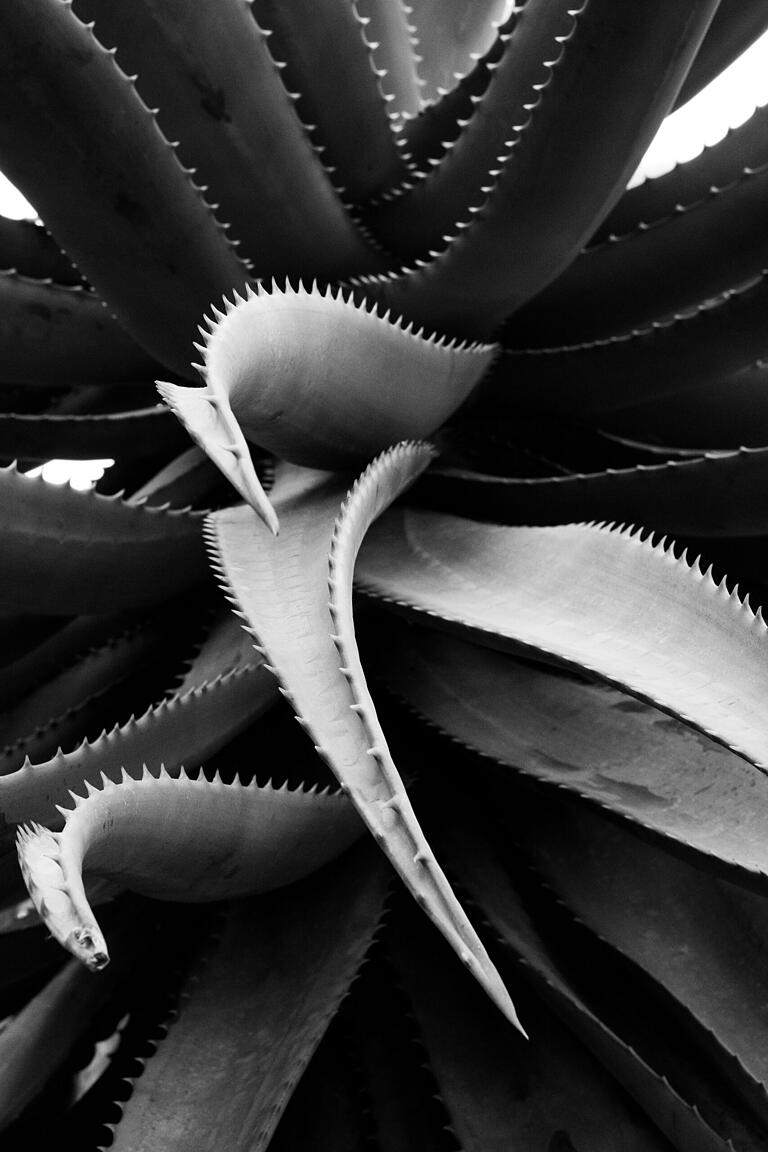Aloe arborescens (Baum-Aloe)