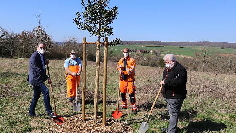 Den Veitshöchheimer Jahresbaumweg ziert nun eine Stechplalme