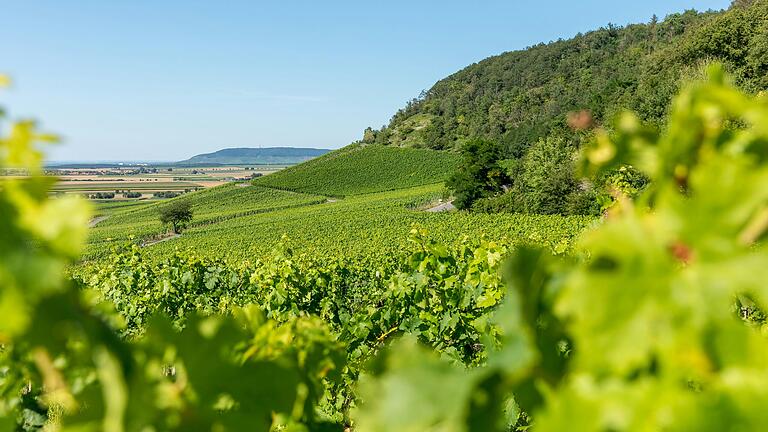 Auf sieben Kilometern unterwegs in Seinsheim (Lkr. Kitzingen): Die Tour ist zertifiziert und trägt das Qualitätssiegel 'Wege zum Wein'. Ausflügler können die Weinberge wandernd erleben, die Route bietet viel Abwechslung. Auf sieben Kilometern unterwegs in Seinsheim (Lkr. Kitzingen): Die Tour ist zertifiziert und trägt das Qualitätssiegel 'Wege zum Wein'. Ausflügler können die Weinberge wandernd erleben, die Route bietet viel Abwechslung.