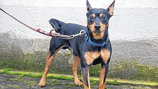 &bdquo;Cäsar&ldquo;: ein agiler Rüde       -  (mey)   Er ist nicht der Größte, aber trotzdem ein selbstbewusster Vertreter der Mischlings-&bdquo;Rasse&ldquo;. Wozu auch der Name Cäsar gut passt. Drei Jahre alt ist der Pinscher-Mix, stubenrein, autofest, kinderlieb und hundeverträglich. Zu den weiteren guten Eigenschaften des ruhigen Rüden gehören Anhänglichkeit und Wachsamkeit. Cäsar hat nur ein kleines Problem: Gegenüber Männern ist er etwas scheu. Wer ein Kennenlernen mit dem agilen Rüden vereinbaren will, ruft im Tierheim Kitzingen an unter  (0 93 21) 50 63 oder schaut ins Internet unter tierheim-kitzingen.de.