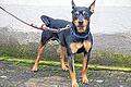 &bdquo;Cäsar&ldquo;: ein agiler Rüde       -  (mey)   Er ist nicht der Größte, aber trotzdem ein selbstbewusster Vertreter der Mischlings-&bdquo;Rasse&ldquo;. Wozu auch der Name Cäsar gut passt. Drei Jahre alt ist der Pinscher-Mix, stubenrein, autofest, kinderlieb und hundeverträglich. Zu den weiteren guten Eigenschaften des ruhigen Rüden gehören Anhänglichkeit und Wachsamkeit. Cäsar hat nur ein kleines Problem: Gegenüber Männern ist er etwas scheu. Wer ein Kennenlernen mit dem agilen Rüden vereinbaren will, ruft im Tierheim Kitzingen an unter  (0 93 21) 50 63 oder schaut ins Internet unter tierheim-kitzingen.de.