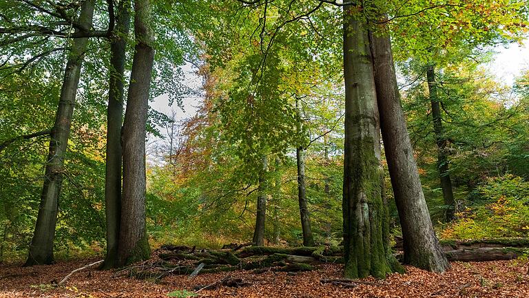 Die charakteristischen Laubwälder des bayerischen Spessarts könnten zur Biosphärenregion werden. Bis zu einer Bewerbung bei der Unesco ist es jedoch noch ein weiter Weg. (Archivbild)