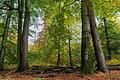 Die charakteristischen Laubwälder des bayerischen Spessarts könnten zur Biosphärenregion werden. Bis zu einer Bewerbung bei der Unesco ist es jedoch noch ein weiter Weg. (Archivbild)