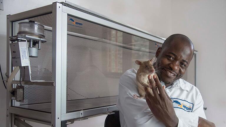 Studie: Riesenhamsterratten erschnüffeln geschmuggelte Wildtiere       -  Trainiert wurden die Nagetiere im ostafrikanischen Tansania.