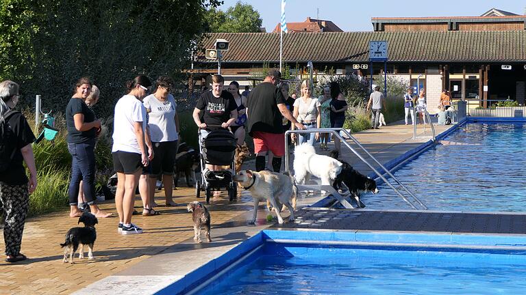 Das Freibad in Eltmann war am Samstag Treffpunkt von Hundeliebhabern.