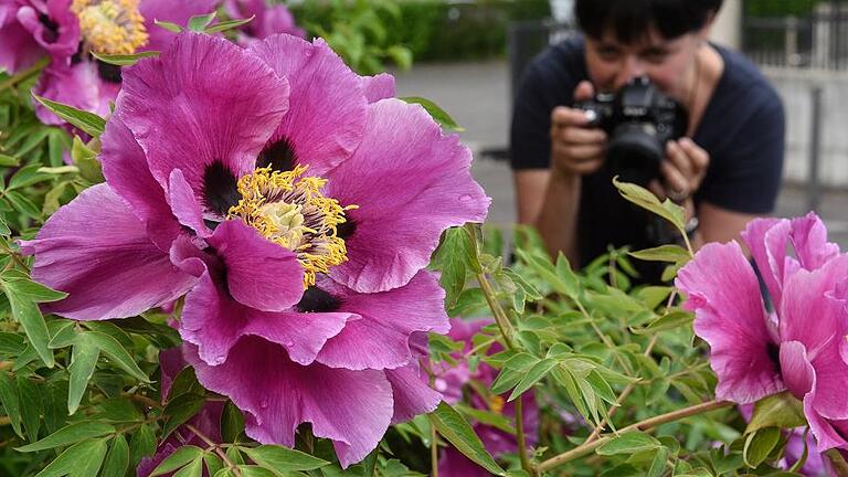Im Mai klingelt im Botanischen Garten besonders oft das Telefon. Die Frage ist immer die gleiche: Wie weit sind die Pfingstrosen? Der Garten kultiviert seit vielen Jahren nämlich eine große Anzahl an Stauden- und Strauchpfingstrosen. Und viele Besucher warten nur darauf, dass sie endlich blühen. Die Auskunft in dieser Woche: „Super. Jetzt kommen. Sie sind in voller Blüte. Wer auf Päonien steht, kommt jetzt voll auf seine Kosten.“ Im Mai klingelt im Botanischen Garten besonders oft das Telefon. Die Frage ist immer die gleiche: Wie weit sind die Pfingstrosen? Der Garten kultiviert seit vielen Jahren nämlich eine große Anzahl an Stauden- und Strauchpfingstrosen. Und viele Besucher warten nur darauf, dass sie endlich blühen. Die Auskunft in dieser Woche: „Super. Jetzt kommen. Sie sind in voller Blüte. Wer auf Päonien steht, kommt jetzt voll auf seine Kosten.“