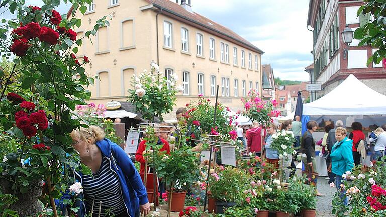 Das 13. Creglinger Rosenblüten- und Lichterfest findet am Samstag, 16. Juni, und am Sonntag, 17. Juni, im Garten des Creglinger Romschlössles statt.