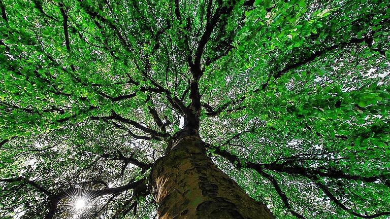 Symbolbild Baum