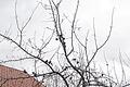Verwachsenen Apfelbaum in Form gebracht       -  (ppe)   &bdquo;Bäume und Sträucher richtig schneiden.&ldquo; Unter diesem Motto hatte der Mainbernheimer Obst- und Gartenbauverein (OGV) zum Baumschnittkurs eingeladen. Bei vorfrühlingshaftem Wetter nahmen 25 interessierte Bürger an den praktischen Vorführungen des OGV teil, heißt es in einer Mitteilung des Vereins. Auf dem Gelände des Mainbernheimer Kindergartens wurden unter der fachkundigen Leitung des Vorsitzenden Franz Lindenthal den Hobbygärtnern die wichtigsten Regeln und Kenntnisse zum gekonnten Schneiden von Sträuchern und Bäumen erklärt und mit praktischen Beispielen an den Gewächsen auf dem Grundstück des Kindergartens gezeigt. An Forsythien und anderen Ziersträuchern sowie an Apfel- und Zwetschgenbäumen wurden die notwendigen Schnitte ge-zeigt, um für das kommende Gärtnerjahr die besten Ergebnisse für einen Neuaustrieb, Blühbereitschaft, Wachstum, Gesundheit und eine reiche Ernte zu erzielen. Ein verwachsener, etwa 20 Jahre alter Apfelbaum wurde wieder in die richtige Form geschnitten. Da war ein radikaler Schnitt angebracht, um den Baum wieder in Fasson zu bringen. Die Besucher des Schnittkurses stellten viele praktische Fragen aus ihrem eigenen Gartenbereich und nutzen die Möglichkeit, an den Bäumen und Sträuchern nützliche Übungen durchzuführen. Es machte den Besuchern richtig Vergnügen, sich körperlich zu betätigen, so die Mitteilung. Nach fast zwei Stunden waren sie um viele theoretische und praktische Kenntnisse des gärtnerischen Baum- und Strauchschnittes reicher. Der vom Kindergarten gereichte Kaffee und Kuchen schmeckte allen. Die Besucher regten an, einen Schnittkurs im Sommer durchzuführen, um einen verwachsenen Kirschbaum zu schneiden und bei dem jetzt stark beschnittenen Apfelbaum einen Sommerschnitt zur Wachstumsregulierung auszuführen.