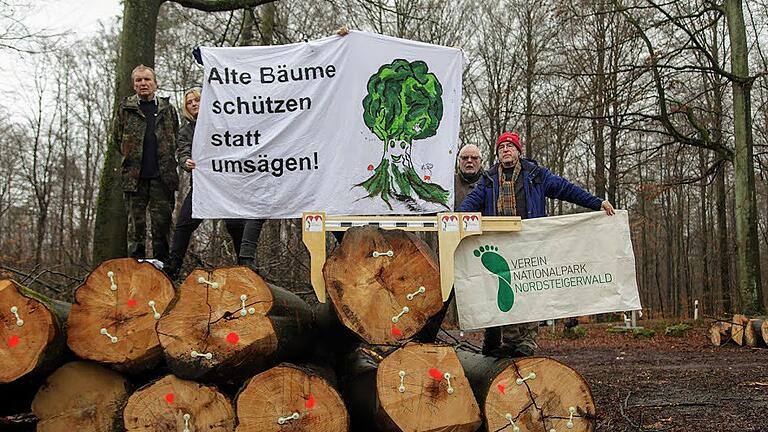 Mitglieder des Vereins 'Nationalpark Nordsteigerwald' posieren auf bei Fabrikschleichach gefällten Buchen und verdeutlichen den Stammdurchmesser. Der staatliche Forstbetrieb kritisiert die Messung am Stammfuß statt auf Brusthöhe.