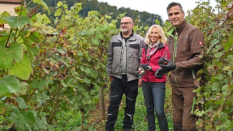 Bei der Weinlese am Kloster Bronnbach: Betriebsleiter Peter Arnold vom Weingut Fürst Löwenstein, Dezernentin Ursula Mühleck und Kulturamtsleiter Frank Mittnacht.