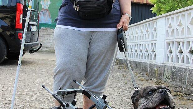 rollstuhlhund foto fuchs (4)       -  Aramis, der zehnjährige Pocket Bulldog, ist  mit seinem Hunderollstuhl ziemlich mobil. Sein Frauchen Christel Wanzek freut's. FOTO Diana Fuchs