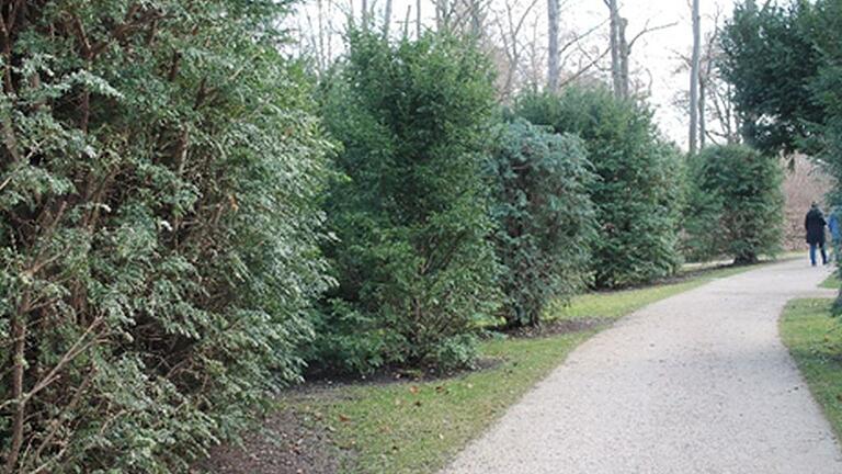 Die landschaftliche Partie im Hofgarten mit den vor einigen Jahren eingekürzten Eiben.
