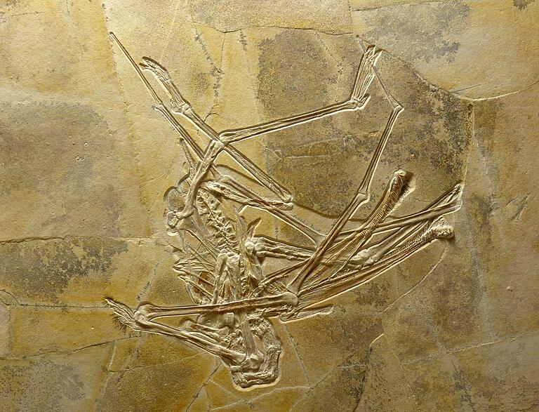 Das Skelett des Balaenognathus maeuseri ist im Naturkundemuseum Banberg zu sehen und sehr gut erhalten. Das Skelett des Balaenognathus maeuseri ist im Naturkundemuseum Banberg zu sehen und sehr gut erhalten. 