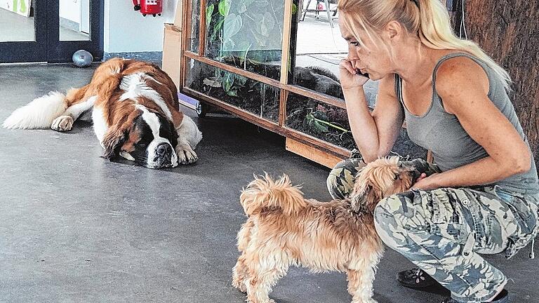 Einiges zu tun hat Britta Merkel als Vorsitzende der Tierschutzinitiative: Die Vierbeiner brauchen Pflege, viele Besucher kommen ins Tierheim und auch das Telefon steht selten still. Und auch die Hunde Einstein (links) und Justin wollen ihre Streicheleinheiten.
