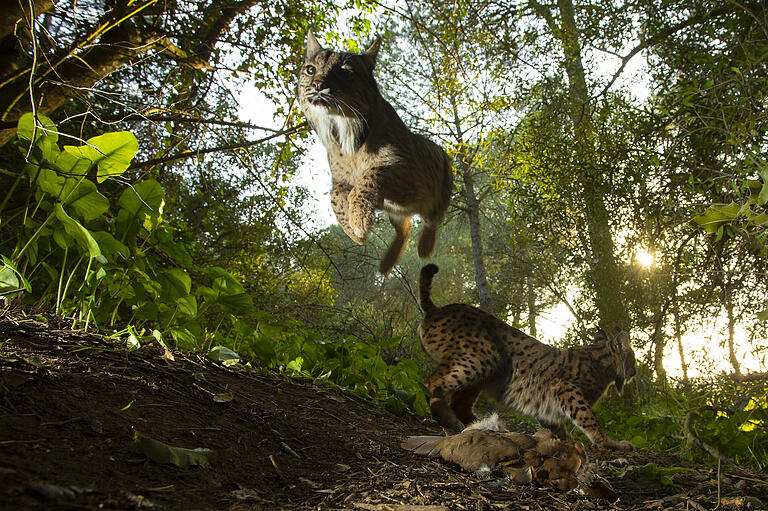 3. Preis Natur, Einzelfotos, Antonio Pizarro Rodriguez Zwei Iberische Luchse (Pardelluchse) werden durch den Schuss eines Jagdgewehrs aufgeschreckt. Aufgenommen hat es Anfang 2019 der Fotograf Antonio Pizarro Rodriguez in Spanien. Luchse wurden beinahe ausgerottet und sind nach wie vor vom Aussterben bedroht, vor allem weil ihr Lebensraum immer weiter zerstückelt wird.