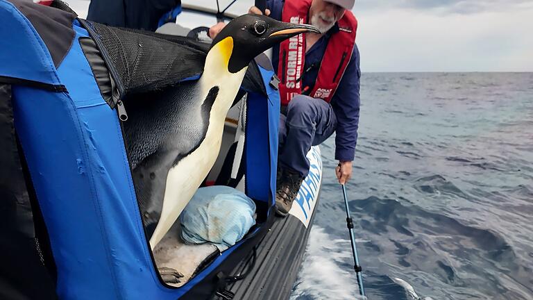 Gestrandeter Kaiserpinguin wieder zurück im Meer       -  Der Kaiserpinguin ist zur Freude seiner Betreuer wieder in Freiheit (Handout).