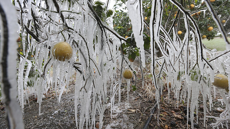 An einem Zitrusbaum&nbsp; bilden sich Eiszapfen, die von einer Sprinkleranlage stammen, die die Bäume vor den eisigen Temperaturen im US-Bundesstaat Texas schützen sollen.&nbsp;