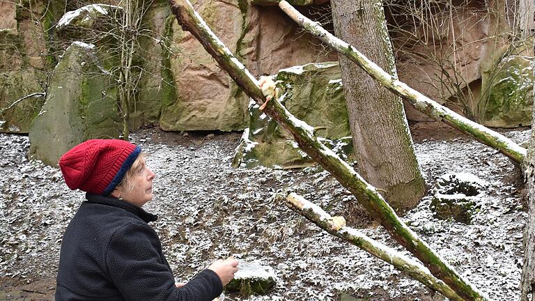 Artgerechte Haltung ist ein hoher Anspruch für den Schweinfurter Wildpark. Dazu gehört auch, dass die Küken nicht einfach in Futterschüsseln geworfen, sondern zum Beispiel wie hier auf Ästen abgelegt werden, damit die Greifvögel eine artgerechte Beschäftigung haben. Hier bestückt Tierpflegerin Nicole Metzger einen 'Futterbaum'. Artgerechte Haltung ist ein hoher Anspruch für den Schweinfurter Wildpark. Dazu gehört auch, dass die Küken nicht einfach in Futterschüsseln geworfen, sondern zum Beispiel wie hier auf Ästen abgelegt werden, damit die Greifvögel eine artgerechte Beschäftigung haben. Hier bestückt Tierpflegerin Nicole Metzger einen 'Futterbaum'. 