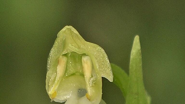 Grünliche Waldhyazinthe       -  Die Orchidee des Jahres 2025 hat einen besonderen Duft.
