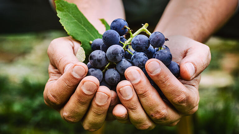 Farmer with grapes       -  Grapes harvest. Farmers hands with freshly harvested black grapes.