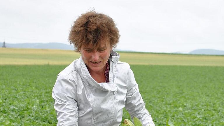 Saatkartoffelvermehrung: Trotz der zwischenzeitlichen Trockenperiode wachsen die Kartoffeln recht gut, wie Biobäuerin Birgit Zirkelbach zeigt. Saatkartoffelvermehrung: Trotz der zwischenzeitlichen Trockenperiode wachsen die Kartoffeln recht gut, wie Biobäuerin Birgit Zirkelbach zeigt.