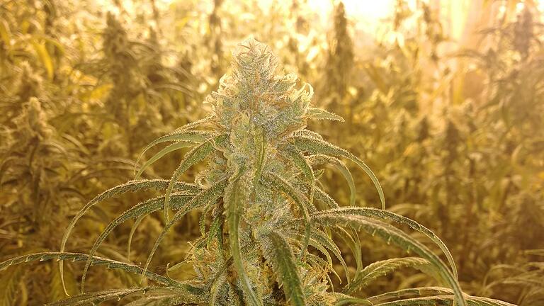 Dieses Bild machte die Kripo, als sie am 30. November vergangenen Jahres auf die Cannabis-Plantage in Willmars stieß. Dieses Bild machte die Kripo, als sie am 30. November vergangenen Jahres auf die Cannabis-Plantage in Willmars stieß.