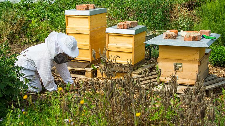Auch Bienen freuen sich an allem, was blüht und grünt auf den Feldern der SoLaWi. Mia Vierengel hat heuer schon den ersten Honig geerntet. Auch Bienen freuen sich an allem, was blüht und grünt auf den Feldern der SoLaWi. Mia Vierengel hat heuer schon den ersten Honig geerntet.