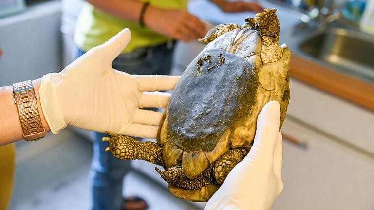 In einer Notoperation wurde der Schildkröte Attika der Panzer am Bauch geöffnet und wieder verschlossen. Der Tierarzt hat ihr Eier entnommen, die sie nicht ablegen konnte. Zudem war ihr Bauchraum komplett entzündet. In der Auffangstation wird sie nun gepflegt. Ob sie überleben wird, ist unklar. In einer Notoperation wurde der Schildkröte Attika der Panzer am Bauch geöffnet und wieder verschlossen. Der Tierarzt hat ihr Eier entnommen, die sie nicht ablegen konnte. Zudem war ihr Bauchraum komplett entzündet. In der Auffangstation wird sie nun gepflegt. Ob sie überleben wird, ist unklar.