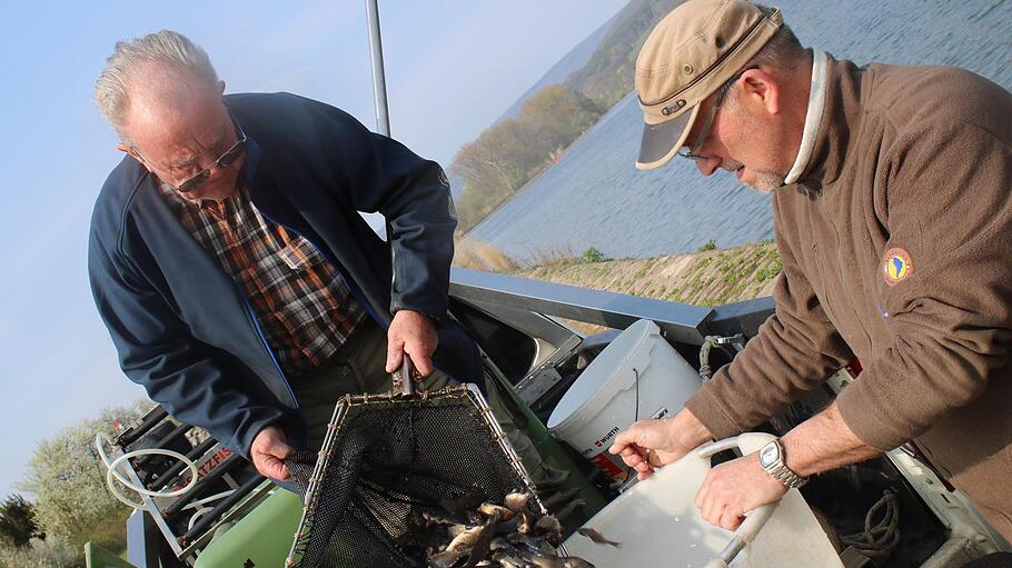 Die Fischerzunft Lohr setzt alljährlich Fische im Main aus. Im Bild füllen Lieferant Horst Gensler (links) und Peter Baumbach von der Fischerzunft Karpfen vom großen Tank in einen Bottich, mit dem die Fische dann in den Main getragen werden. Foto: s: Johannes Ungemach       -  Die Fischerzunft Lohr setzt alljährlich Fische im Main aus. Im Bild füllen Lieferant Horst Gensler (links) und Peter Baumbach von der Fischerzunft Karpfen vom großen Tank in einen Bottich, mit dem die Fische dann in den Main getragen werden. Foto: s: Johannes Ungemach