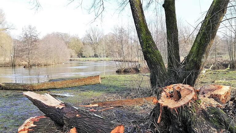 Ein großer alter Baum mit mehreren Stämmlingen musste kürzlich nach starkem Biberfraß gefällt werden       -  Ein großer alter Baum mit mehreren Stämmlingen musste kürzlich nach starkem Biberfraß gefällt werden
