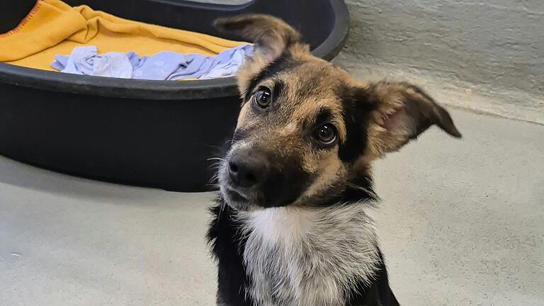 Einer der Hunde im Würzburger Tierheim. Einer der Hunde im Würzburger Tierheim.