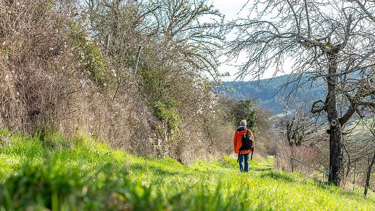 Im Frühjahr schön und im Rest vom Jahr auch: Wandern auf dem Kirschenweg in Leinach (Lkr. Würzburg).&nbsp;