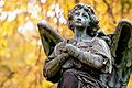 Allerheiligen       -  Himmelwärts: Die Engelsfigur steht auf dem Münchner Südfriedhof. Viele Gräber sind mit den geflügelten Wesen geschmückt. Sie gelten als Begleiter ins Jenseits.