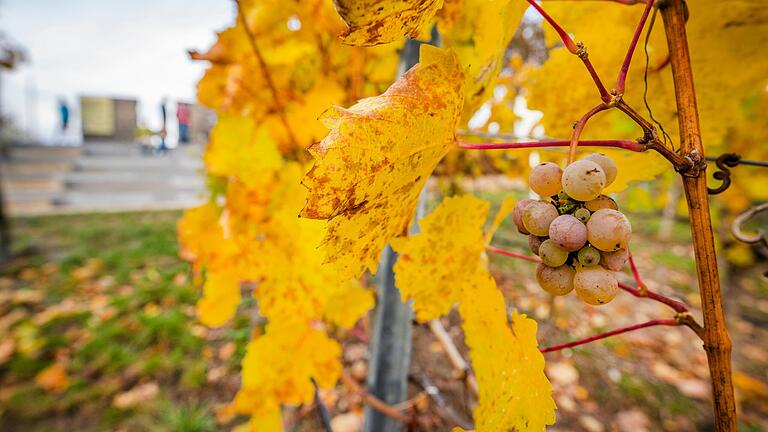 Besonders im Herbst, zur Weinlesezeit, strömen die Gäste in den Landkreis Kitzingen. Aber wo kommen die Touristen eigentlich her?&nbsp;