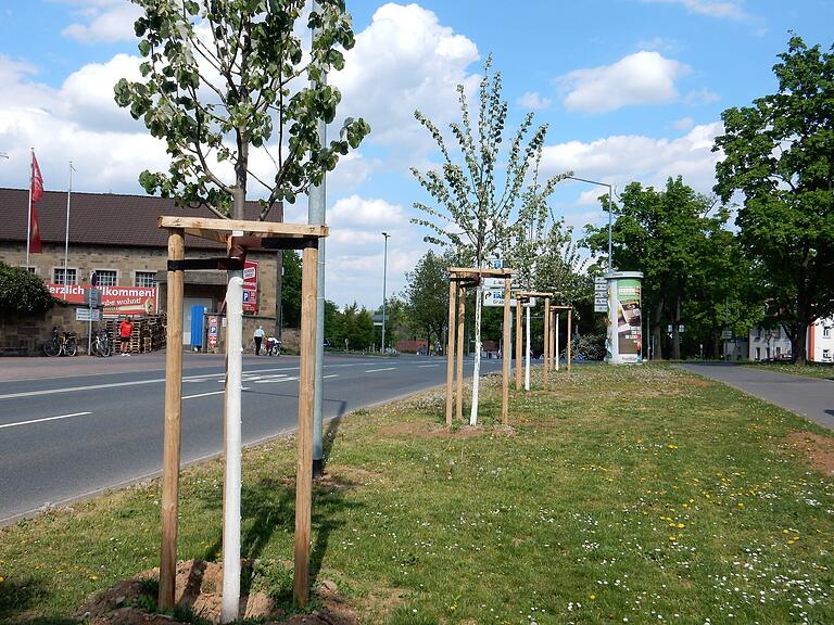 Obwohl die Stadtgärtner die neu gepflanzten Bäume besonders intensiv wässern, überstehen nicht alle die heißen und trockenen Sommer. Obwohl die Stadtgärtner die neu gepflanzten Bäume besonders intensiv wässern, überstehen nicht alle die heißen und trockenen Sommer.