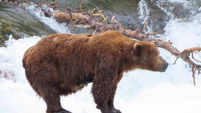 Fat Bear-Wahl - Zu Beginn des Sommers ist Bär 32 Chunk noch recht dünn. Fat Bear-Wahl - Zu Beginn des Sommers ist Bär 32 Chunk noch recht dünn.