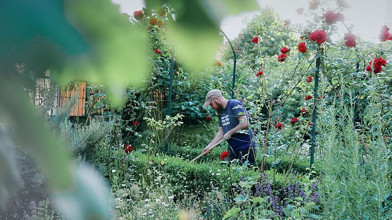 Kleine Zen-Pause: Liebevoll pflegte der Winzer Christian Werr im Sommer 2023 die alten Rosenstöcke im Vorgarten des alten Pfarrhauses in Kolitzheim.