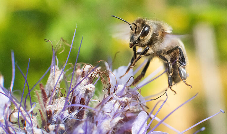 Das Symboltier des Volksbegehrens: Eine Biene fliegt auf einem Blühstreifen am Rande eines Feldes eine Blüte an. Das Symboltier des Volksbegehrens: Eine Biene fliegt auf einem Blühstreifen am Rande eines Feldes eine Blüte an. 