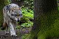 Ein Wolf hat im Truppenübungsplatz Wildflecken in der Rhön mehrere Schafe gerissen. Allerdings waren die Tiere nicht ausreichend geschützt (Symbolbild).&nbsp;&nbsp;