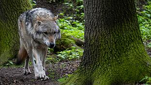 Ein Wolf hat im Truppenübungsplatz Wildflecken in der Rhön mehrere Schafe gerissen. Allerdings waren die Tiere nicht ausreichend geschützt (Symbolbild).&nbsp;&nbsp;