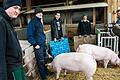 Christof Troppmann, Lennard Hass, Jonas Mützel und Marius Herbig bereiten alles vor, damit die Mastschweine auf die Waage kommen. Landwirtschaftmeister Clemens Schmittfull (rechts) überwacht den Vorgang bei dem die sogenannten Strohschweine zeigen müssen, wie es um ihre Pfunde steht.