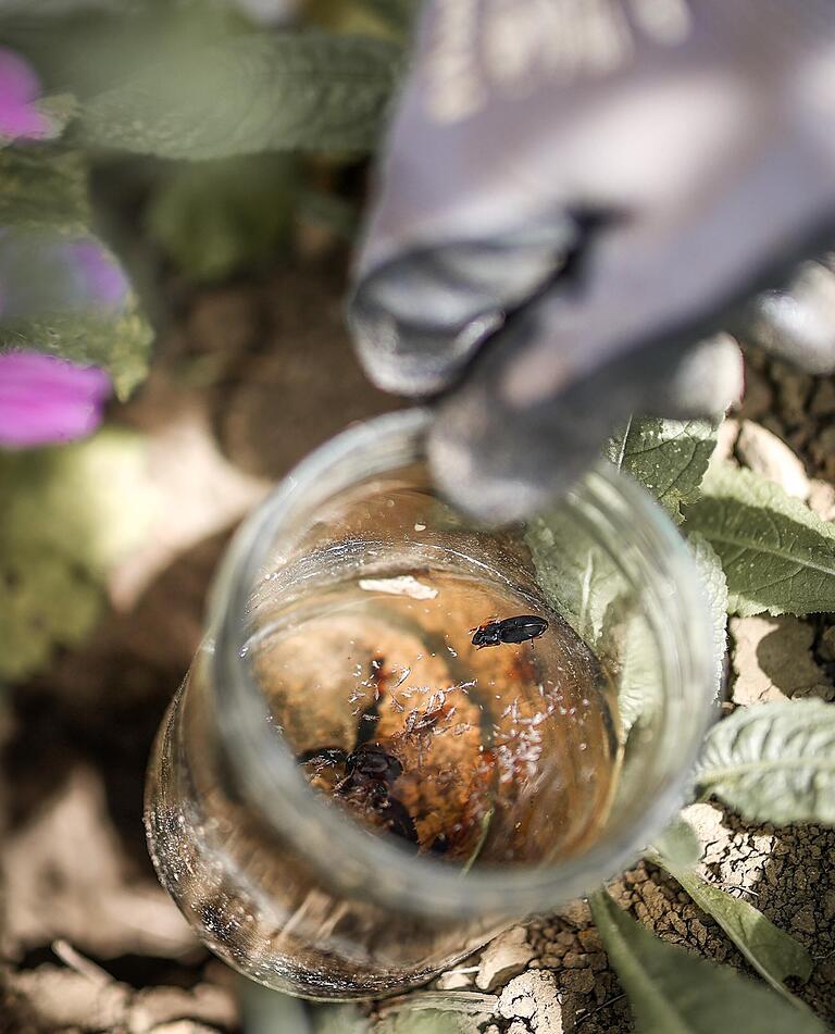 Sara Preißel-Reckling untersucht, welche Nützlinge in die aufgestellte Insektenfalle getappt sind.&nbsp;