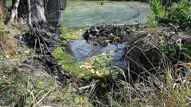 Der Biber nimmt im Landkreis Rhön-Grabfeld überhand und sollte deshalb "reguliert" werden, sagte Landrat Thomas Habermann bei der Sitzung des Ausschusses für Natur und Umwelt in Bad Neustadt. In vielen Bereichen kommt es zum Austrocknen von Bächen und größeren Überschwemmungen, verursacht durch den Bau von Biberdämmen. Der Biber nimmt im Landkreis Rhön-Grabfeld überhand und sollte deshalb "reguliert" werden, sagte Landrat Thomas Habermann bei der Sitzung des Ausschusses für Natur und Umwelt in Bad Neustadt. In vielen Bereichen kommt es zum Austrocknen von Bächen und größeren Überschwemmungen, verursacht durch den Bau von Biberdämmen.