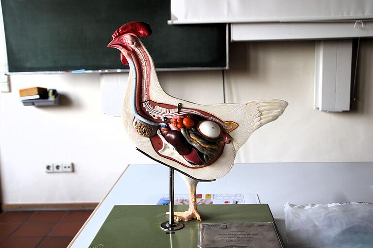 So sieht ein Huhn mitsamt seinem Legeapparat von innen aus. So sieht ein Huhn mitsamt seinem Legeapparat von innen aus.