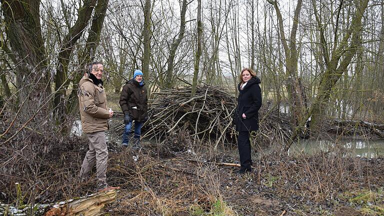 Vor der stattlichen Biberburg am Kützberger Bach bei Euerbach informierten (von links) Poppenhausens Bürgermeister Ludwig Nätscher, Gerhard Weniger von der Unteren Naturschutzbehörde und Euerbachs Bürgermeisterin Simone Seufert. Vor der stattlichen Biberburg am Kützberger Bach bei Euerbach informierten (von links) Poppenhausens Bürgermeister Ludwig Nätscher, Gerhard Weniger von der Unteren Naturschutzbehörde und Euerbachs Bürgermeisterin Simone Seufert.