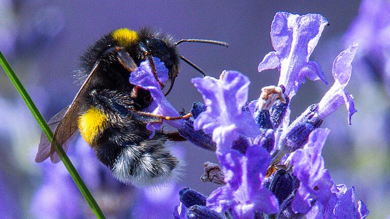 Hummel       -  Wer eine Hummel entdeckte, sollte sie fotografieren und das Bild in einer App oder auf der Webseite hochladen. (Symbolbild)