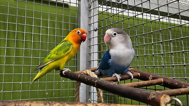 Die beiden Vögel 'Rainbow' (links) und 'Blue'. Die beiden Vögel 'Rainbow' (links) und 'Blue'.