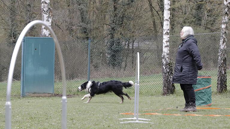 Gertrud Lehmann steht in einem 'Führkreis', der durch ein orangefarbenes Band gekennzeichnet ist. Von dort aus führt sie ihren Hund durch die Hoops (Rundbögen im Bild) und um die Tonnen.&nbsp;